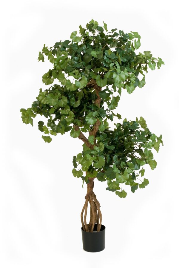 GINGKO SWEET ON CRAZY TR - 145CM