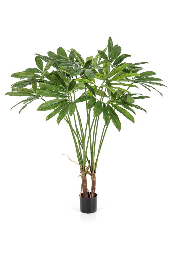 PHILODENDRON GOELDII CON VASO - 110CM