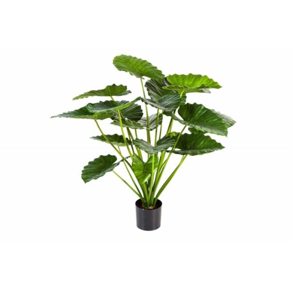ALOCASIA CALIDORA BUS - 75CM