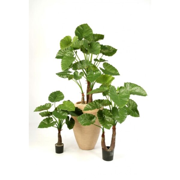 ALOCASIA CALIDORA X 22 - 120CM