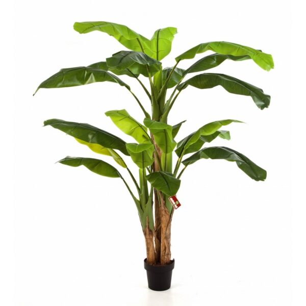 BANANA TREE X 3 CON VASO - 180CM