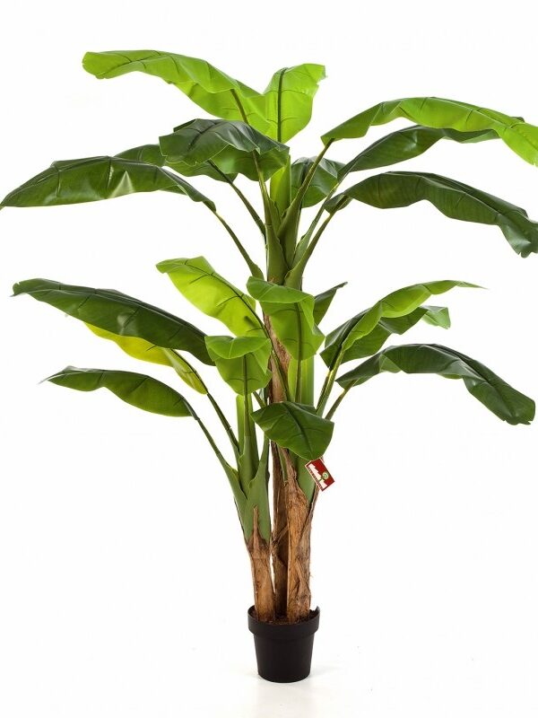 BANANA TREE X 3 CON VASO - 180CM