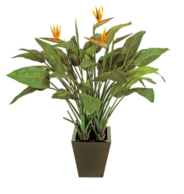 STRELITZIA NATURAL CON VASO - 130CM