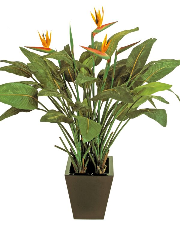 STRELITZIA NATURAL CON VASO - 130CM