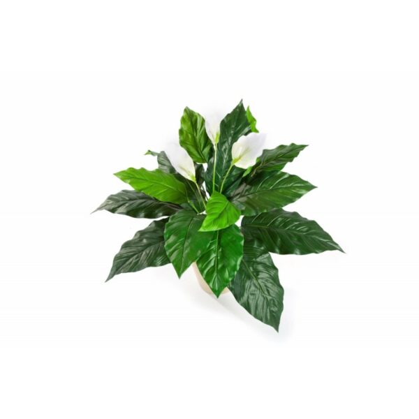 SPATHIPHYLLUM - 71CM