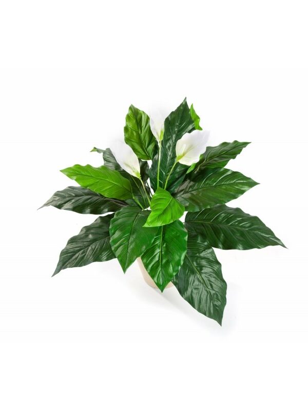 SPATHIPHYLLUM - 71CM