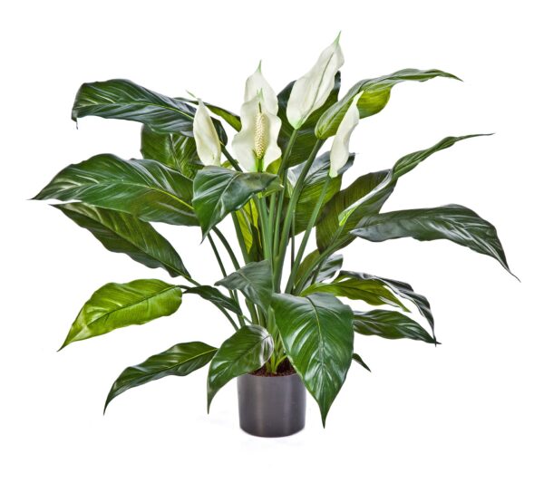 SPATHIPHYLLUM DE LUXE W/P - 73CM