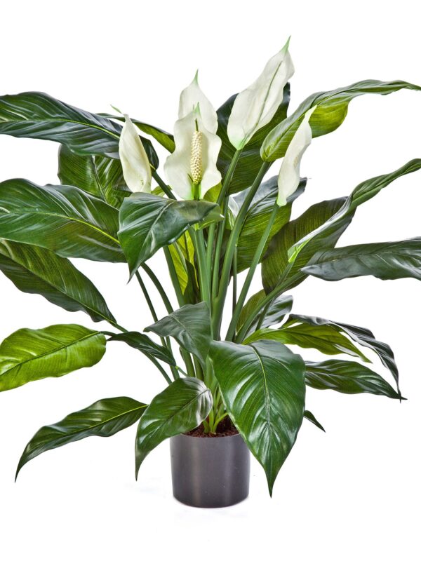 SPATHIPHYLLUM DE LUXE W/P - 73CM