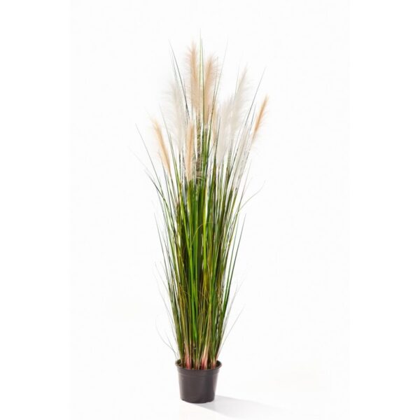 REED GRASS W/CREMA-BROWN - 180CM