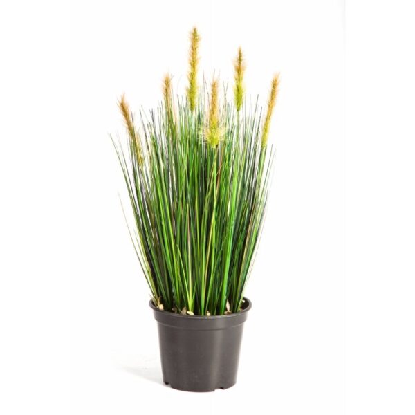 FOXTAIL GRASS W/VERDE FL - 60CM