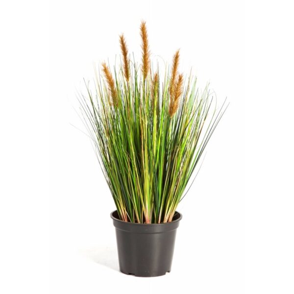 FOXTAIL GRASS W/BROWN FL - 60CM