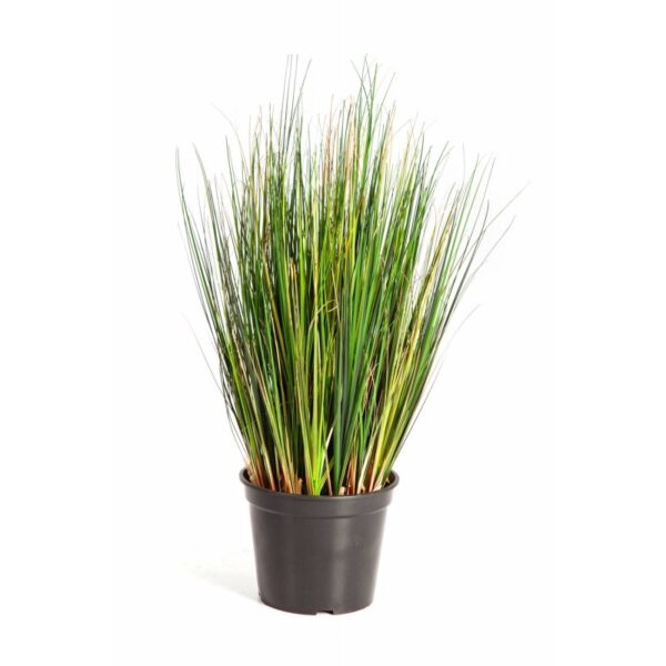 FOXTAIL GRASS - 60CM