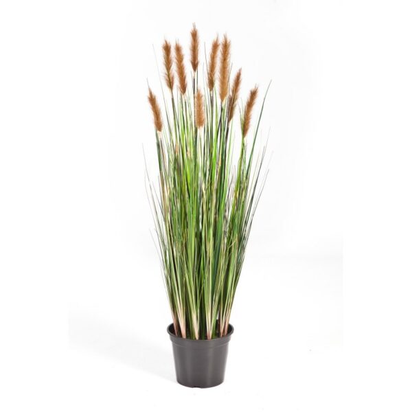 FOXTAIL GRASS W/BROWN FL - 180CM