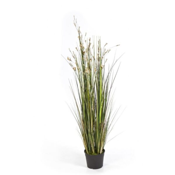 CORAL GRASS W/CREMA FLOW - 120CM