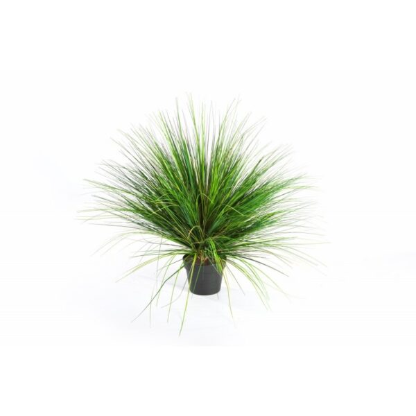 ONION GRASS X 1624 - 50CM