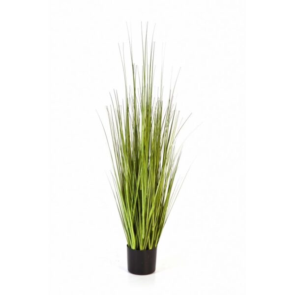CAREX GRAS VARIEGATA S - 90CM