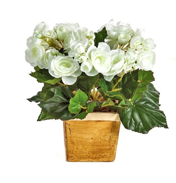 BEGONIA CESPUGLIO X 36 - 20CM