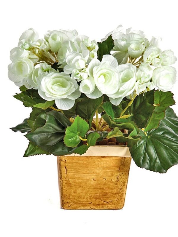 BEGONIA CESPUGLIO X 36 - 20CM