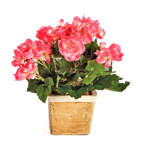 BEGONIA CESPUGLIO X 36 - 20CM