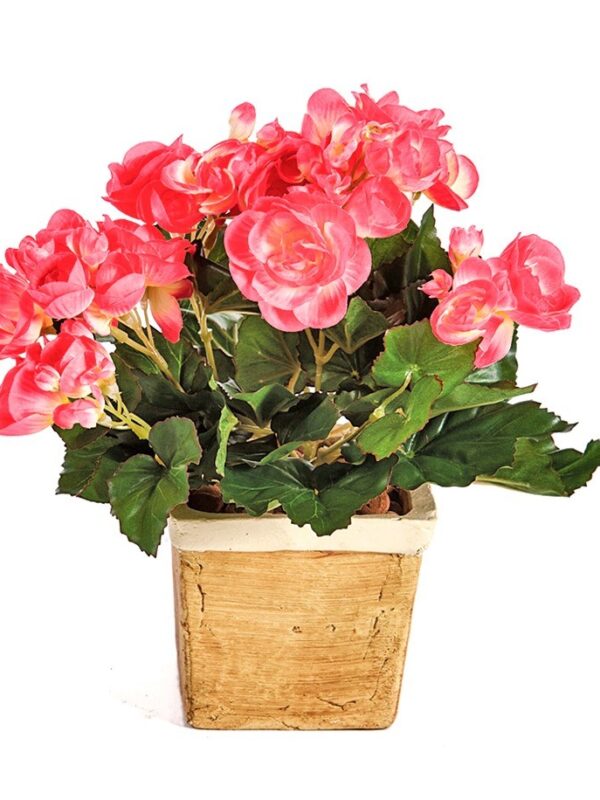 BEGONIA CESPUGLIO X 36 - 20CM