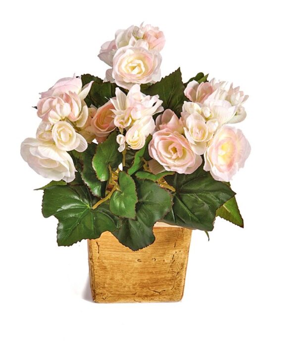 BEGONIA CESPUGLIO X 36 - 20CM