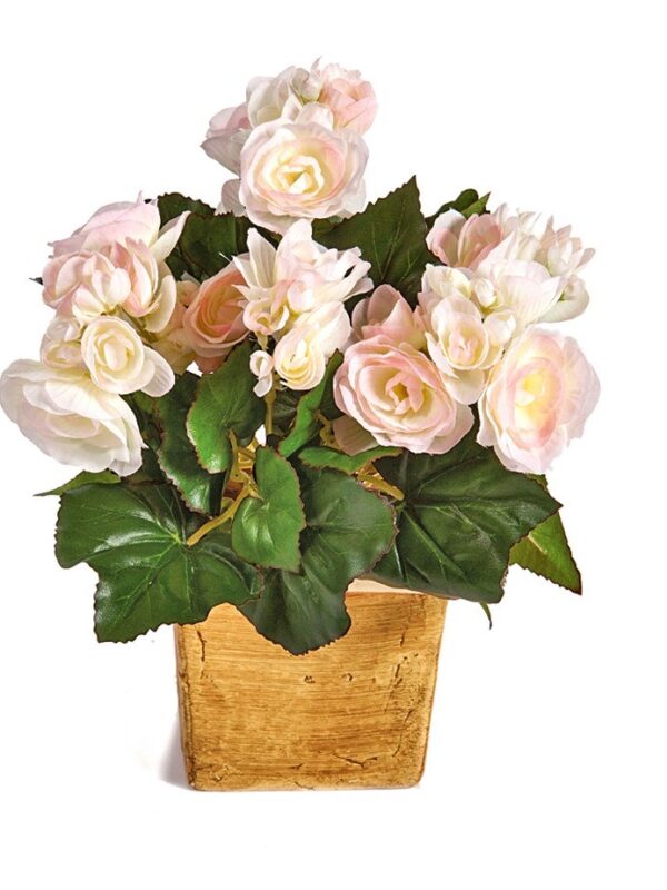 BEGONIA CESPUGLIO X 36 - 20CM