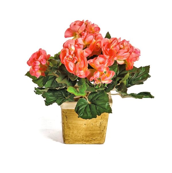 BEGONIA CESPUGLIO X 36 - 20CM