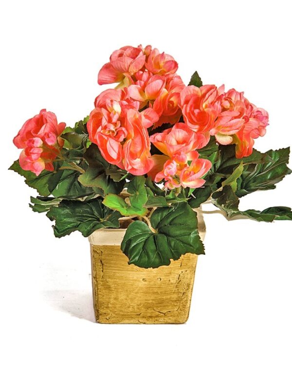 BEGONIA CESPUGLIO X 36 - 20CM