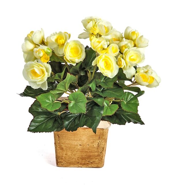 BEGONIA CESPUGLIO X 36 - 20CM