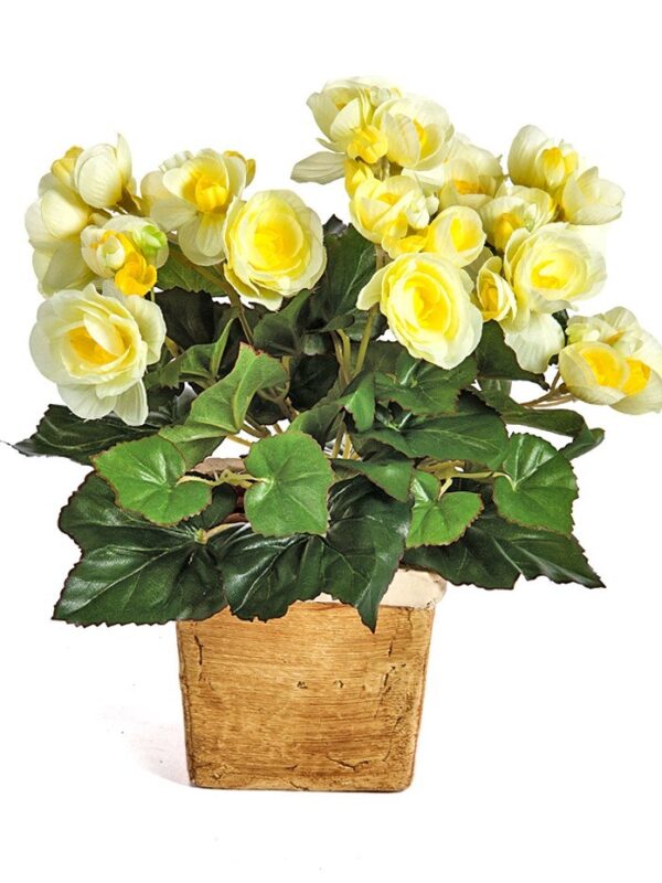 BEGONIA CESPUGLIO X 36 - 20CM