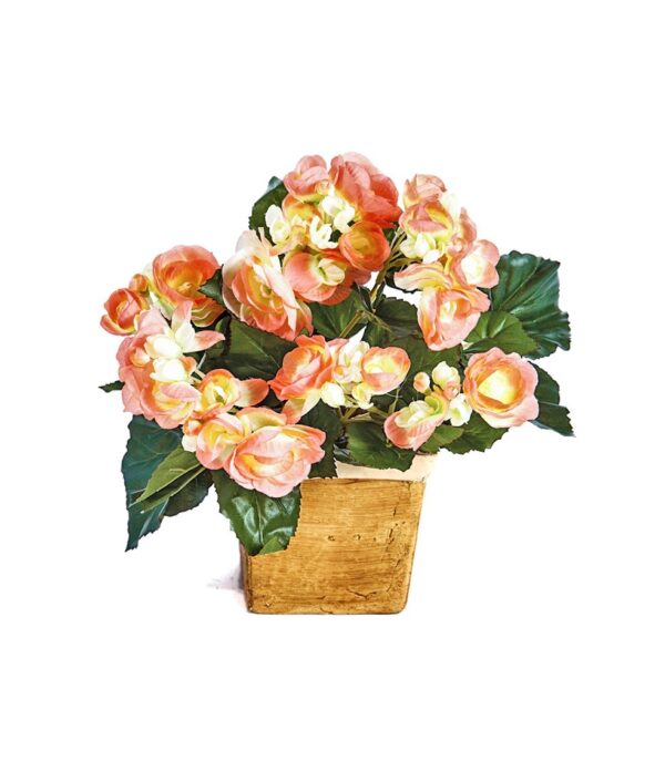 BEGONIA CESPUGLIO X 36 - 20CM