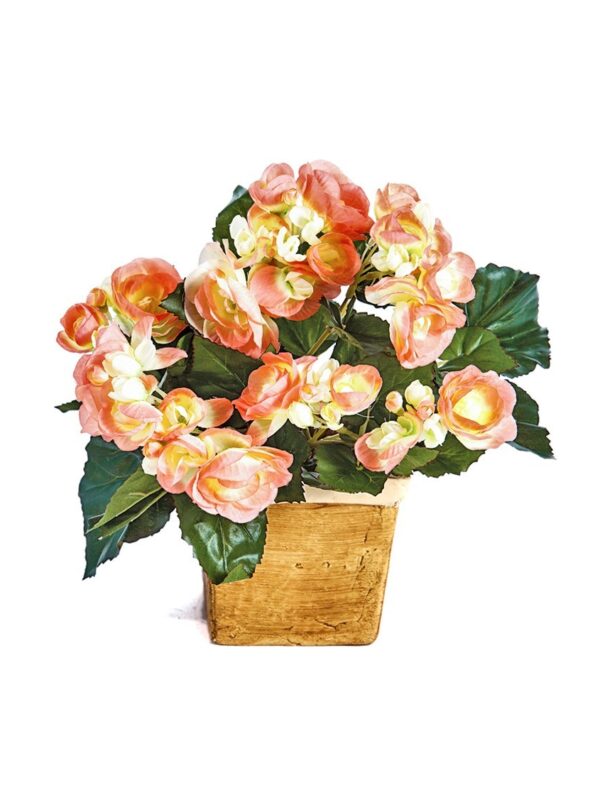 BEGONIA CESPUGLIO X 36 - 20CM