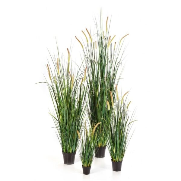 FOXTAIL WILD GRASS W/ - 60CM