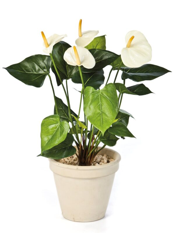 ANTHURIUM DE LUXE CREMA - 56CM