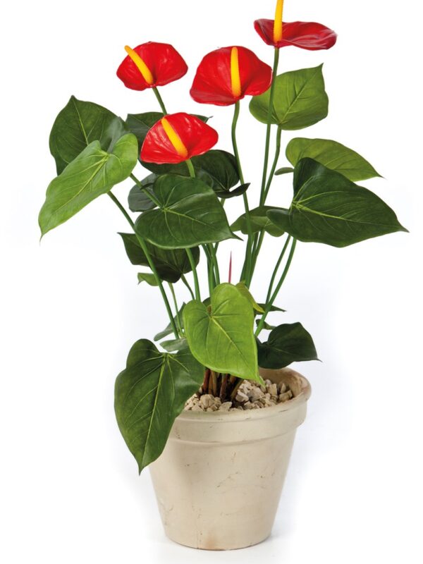 ANTHURIUM DE LUXE ROSSO - 56CM