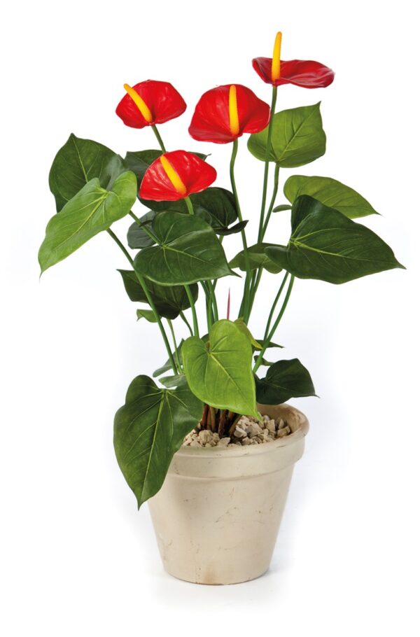 ANTHURIUM DE LUXE ROSSO - 56CM