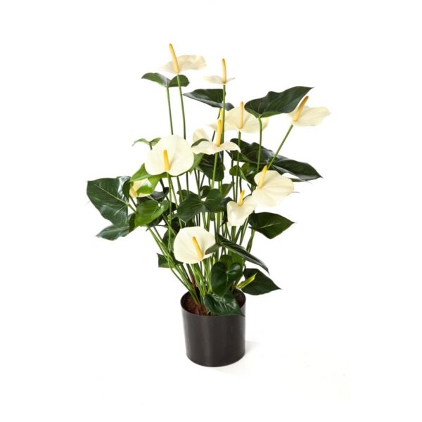 ANTHURIUM DELUXE CON VASO CREMA - 78CM