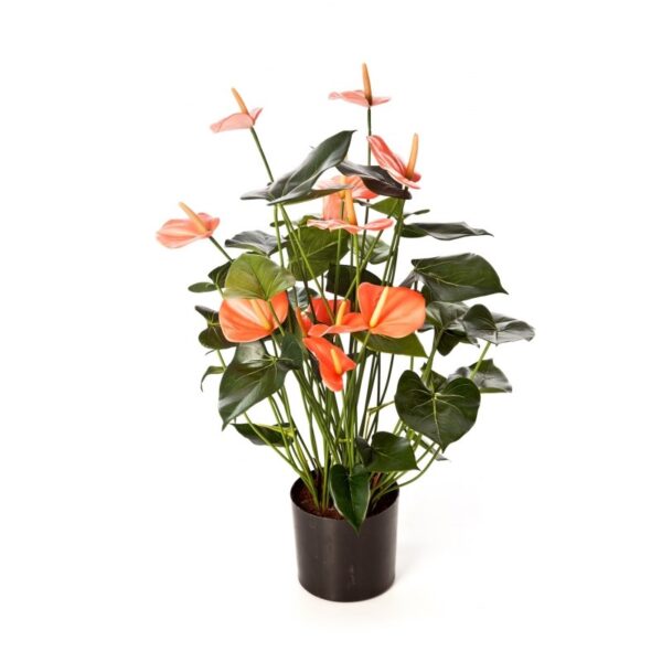 ANTHURIUM DELUXE CON VASO PINK - 78CM