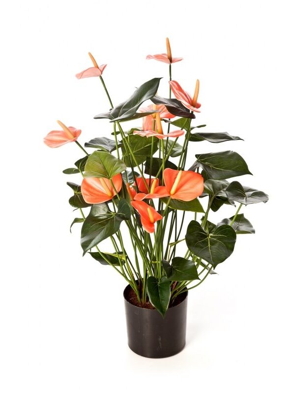 ANTHURIUM DELUXE CON VASO PINK - 78CM