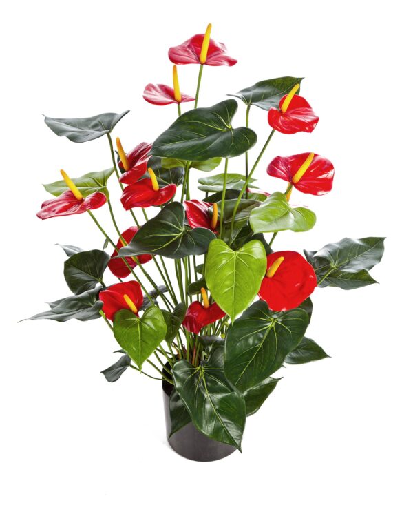 ANTHURIUM DELUXE CON VASO ROSSO - 78CM