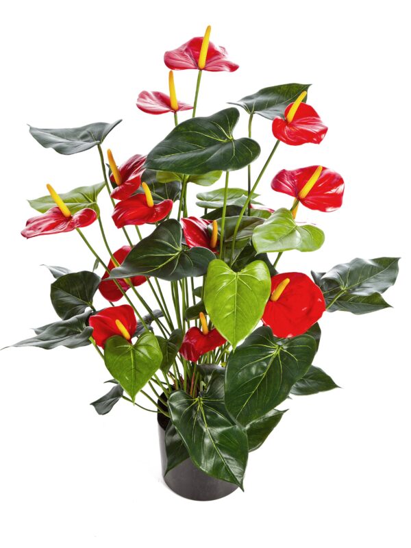 ANTHURIUM DELUXE CON VASO ROSSO - 78CM