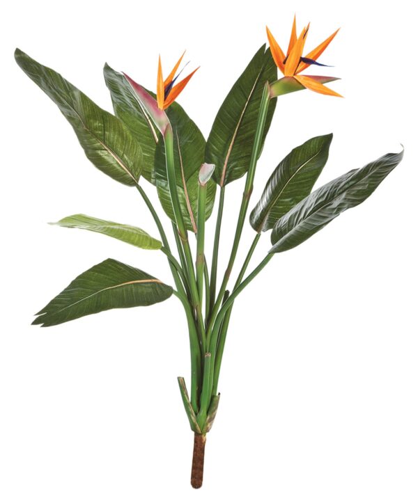 STRELITZIA CESPUGLIO X 11 - 100CM