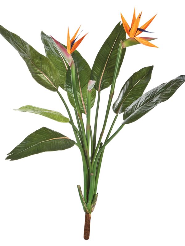 STRELITZIA CESPUGLIO X 11 - 100CM