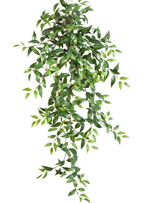 TRADESCANTIA SOSPESA CESPUGLIO X - 105CM