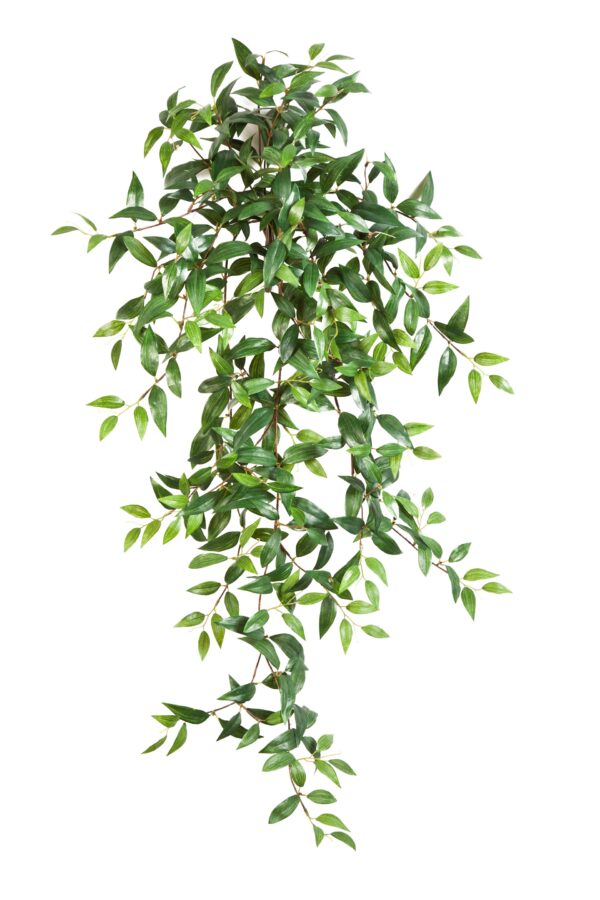 TRADESCANTIA SOSPESA CESPUGLIO X - 105CM