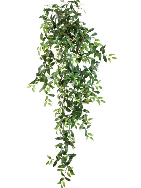 TRADESCANTIA SOSPESA CESPUGLIO X - 125CM