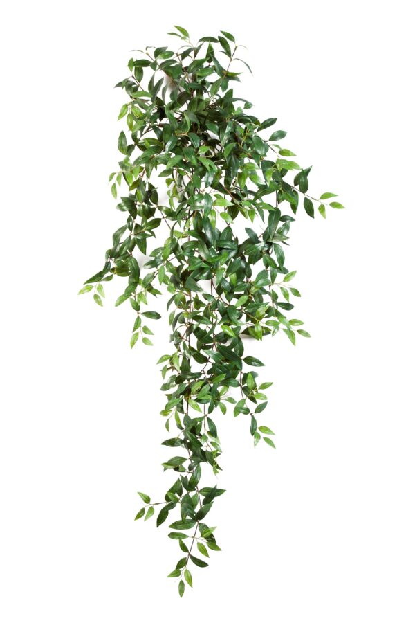 TRADESCANTIA SOSPESA CESPUGLIO X - 125CM