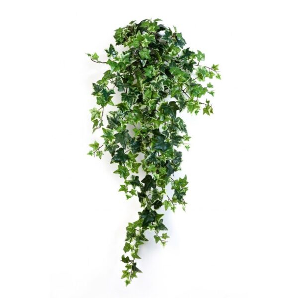 IVY VARIEGATA SOSPESA CESPUGLIO X 15 - 90CM