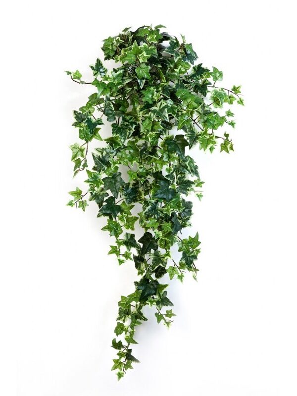 IVY VARIEGATA SOSPESA CESPUGLIO X 15 - 90CM
