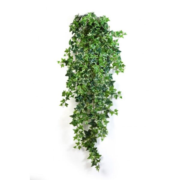 IVY VARIEGATA SOSPESA CESPUGLIO X 18 - 110CM